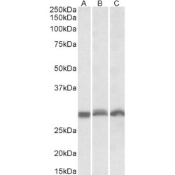 Proteasome Subunit Alpha Type 4 (PSMA4) Antibody