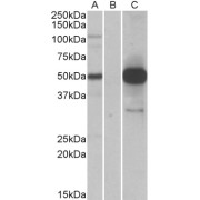 HEK293 lysate (10 µg protein in RIPA buffer) overexpressing Human COPS3 with DYKDDDDK tag probed with abx431845 (1.0 µg/ml) in Lane A and probed with anti-DYKDDDDK Tag (1/5000) in lane C. Mock-transfected HEK293 probed with abx431845 (1mg/ml) in Lane B. Primary incubations were for 1 hour. Detected by chemiluminescence.