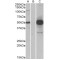 COP9 Signalosome Subunit 3 (COPS3) Antibody