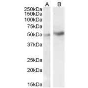 abx431846 (1 µg/ml) staining of HeLa (A) and Jurkat (B) cell lysate (35µg protein in RIPA buffer). Detected by chemiluminescence.