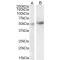 Interleukin 1 Receptor Associated Kinase 4 (IRAK4) Antibody