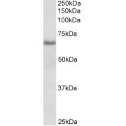 abx431847 (0.1 µg/ml) staining of Rat Spleen lysate (35 µg protein in RIPA buffer). Primary incubation was 1 hour. Detected by chemiluminescence.