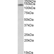 abx431850 (0.5 µg/ml) staining of Human Cerebellum lysate (35 µg protein in RIPA buffer). Primary incubation was 1 hour. Detected by chemiluminescence.