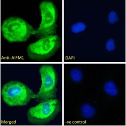 Apoptosis Inducing Factor 1, Mitochondrial (AIFM1) Antibody