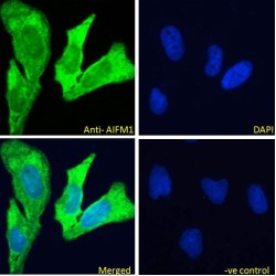 Apoptosis Inducing Factor 1, Mitochondrial (AIFM1) Antibody