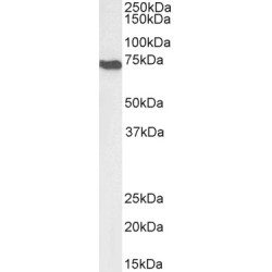 Apoptosis Inducing Factor 1, Mitochondrial (AIFM1) Antibody