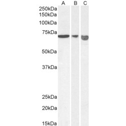 Apoptosis Inducing Factor 1, Mitochondrial (AIFM1) Antibody