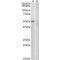 Docking Protein 3 (DOK3) Antibody