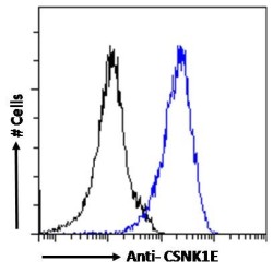 Casein Kinase I Isoform Epsilon (CSNK1E) Antibody