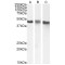 Casein Kinase I Isoform Epsilon (CSNK1E) Antibody