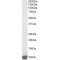 LSM2 Homolog, U6 Small Nuclear RNA And mRNA Degradation Associated (LSM2) Antibody