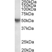 abx431884 (0.2 µg/ml) staining of Human Placenta lysate (35 µg protein in RIPA buffer). Primary incubation was 1 hour. Detected by chemiluminescence.