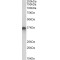 Syntaxin-11 (STX11) Antibody