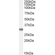 abx431893 (0.1 µg/ml) staining of Human Kidney lysate (35 µg protein in RIPA buffer). Primary incubation was 1 hour. Detected by chemiluminescence.