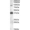 Membrane Associated Ring-CH-Type Finger 10 (MARCHF10) Antibody