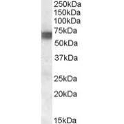 abx431903 (0.1 µg/ml) staining of Human Skeletal Muscle lysate (35 µg protein in RIPA buffer). Primary incubation was 1 hour. Detected by chemiluminescence