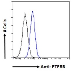 Protein Tyrosine Phosphatase Receptor Type B (PTPRB) Antibody