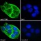 Protein Tyrosine Phosphatase Receptor Type B (PTPRB) Antibody