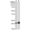 CD3E (cytoplasmic) Antibody