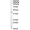 SLC24A5 Antibody