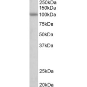 abx431922 (0.3 µg/ml) staining of Human Cerebellum lysate (35 µg protein in RIPA buffer). Primary incubation was 1 hour. Detected by chemiluminescence.