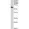 Fibroblast Growth Factor Receptor Substrate 2 (FRS2) Antibody