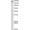 DENN Domain-Containing Protein 4c (Dennd4c) Antibody