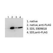 HEK293 overexpressing Human BICC1 with N-terminal FLAG, probed with rabbit anti-BCC1 in Western Blot after IP using either abx431933 or anti-FLAG antibody in the presence or absence of SDS.