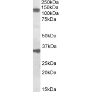 abx431934 (1 µg/ml) staining of Rat Skeletal Muscle lysate (35 µg protein in RIPA buffer). Primary incubation was 1 hour. Detected by chemiluminescence.