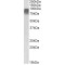 Histone-Lysine N-Methyltransferase PRDM9 (Prdm9) Antibody