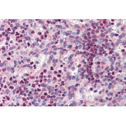 PU.1 Antibody