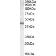 abx431937 (0.03 µg/ml) staining of DAUDI lysate (35 µg protein in RIPA buffer). Detected by chemiluminescence.