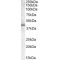 PU.1 Antibody