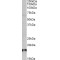 Sap30l Antibody