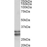 abx431953 (0.1 µg/ml) staining of Human Heart lysate (35 µg protein in RIPA buffer). Primary incubation was 1 hour. Detected by chemiluminescence.