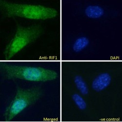 Telomere-Associated Protein RIF1 (RIF1) Antibody