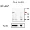 Telomere-Associated Protein RIF1 (RIF1) Antibody