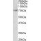 Far Upstream Element (FUSE) Binding Protein 1 (Fubp1) Antibody