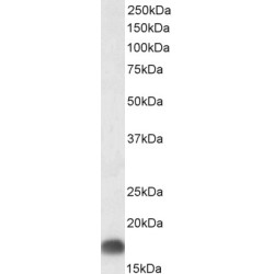 Dynactin Subunit 3 (DCTN3) Antibody