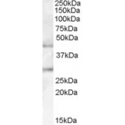 abx431973 (0.1 µg/ml) staining of Human Pancreas lysate (35 µg protein in RIPA buffer). Primary incubation was 1 hour. Detected by chemiluminescence.