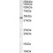 ARP1 homolog A Antibody