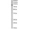 Vasopressin V1a Receptor (AVPR1A) Antibody