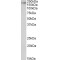 Kalirin (Isoform 2) Antibody