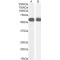 Polypyrimidine Tract Binding Protein 2 (PTBP2) Antibody