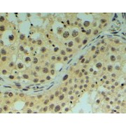 abx432000 (4 µg/ml staining of paraffin embedded Human Testis. Steamed antigen retrieval with Tris/EDTA buffer pH 9, HRP-staining.