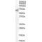 Signal Transducing Adaptor Molecule 2 (STAM2) Antibody