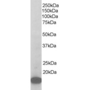 abx432006 staining (1 µg/ml) of Mouse Brain lysate (RIPA buffer, 35 µg total protein per lane). Primary incubated for 1 hour. Detected by western blot using chemiluminescence.