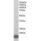 Actin Related Protein 2/3 Complex Subunit 3 (ARPC3) Antibody