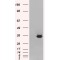 MORF-Related Gene X Protein (MRGX) Antibody