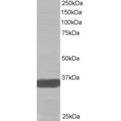 MORF-Related Gene X Protein (MRGX) Antibody